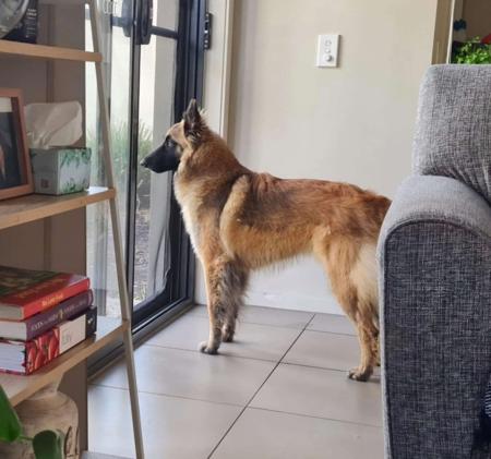 Belgian Shepherd Dog (Tervueren) for sale by BELGIANRIVER