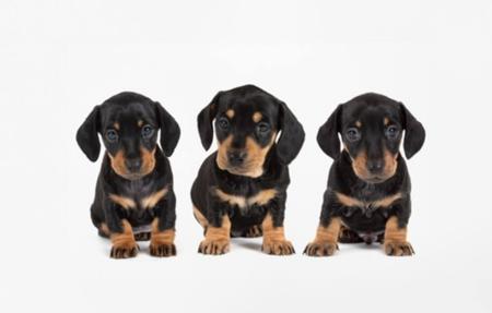 Dachshund (Miniature Smooth Haired) for sale by ZALUMA