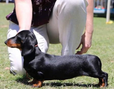 Dachshund (Miniature Smooth Haired) for sale by ZALUMA