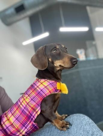 Dachshund (Miniature Smooth Haired) for sale by ZALUMA