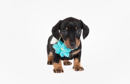 Dachshund (Miniature Smooth Haired) for sale by ZALUMA