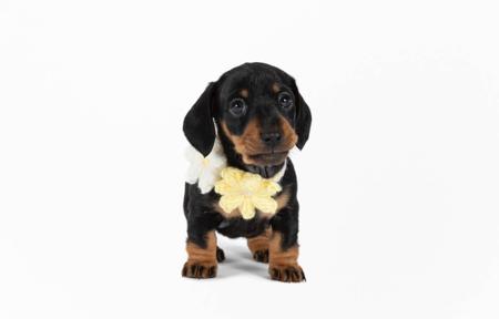 Dachshund (Miniature Smooth Haired) for sale by ZALUMA