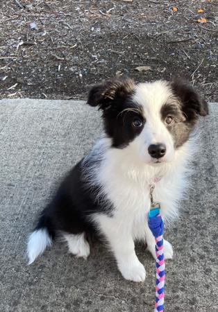 Border Collie for sale by STARLITTBORDERS