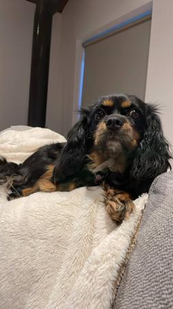 Cavalier King Charles Spaniel for sale by ENCHANTEDNES