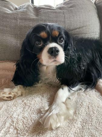 Cavalier King Charles Spaniel for sale by ENCHANTEDNES