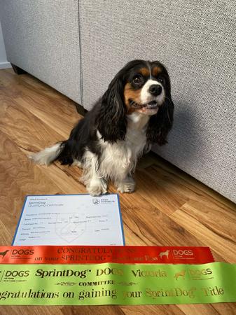 Cavalier King Charles Spaniel for sale by ENCHANTEDNES