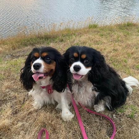 Cavalier King Charles Spaniel for sale by ENCHANTEDNES