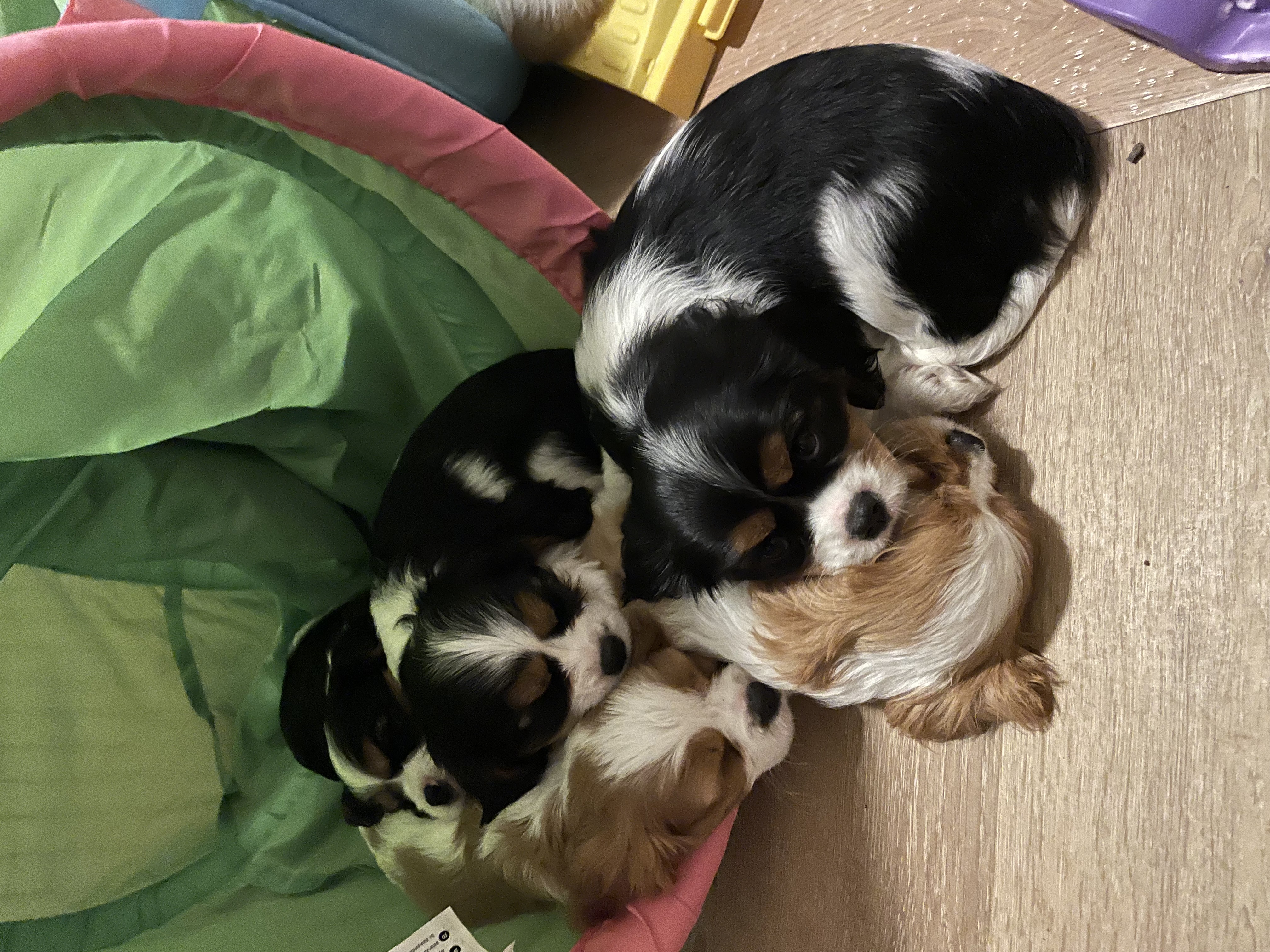 Cavalier King Charles Spaniel for sale by ENCHANTEDNES