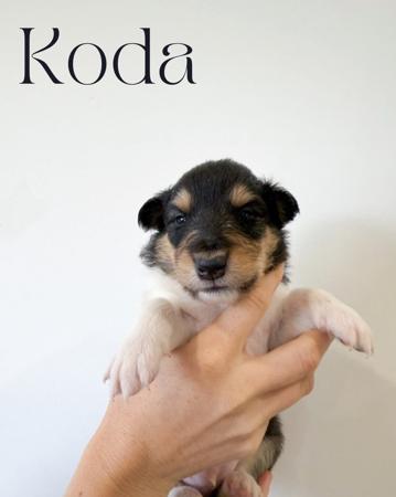 Collie (Rough) for sale by AURORAWOLF