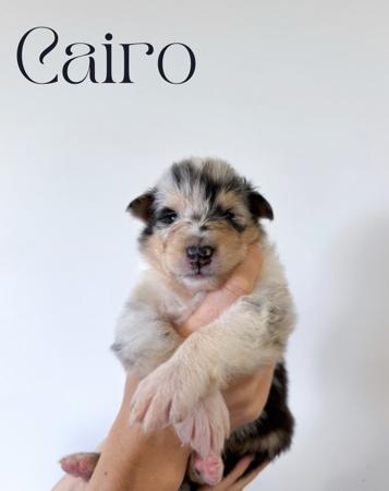 Collie (Rough) for sale by AURORAWOLF