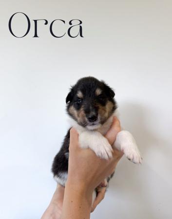 Collie (Rough) for sale by AURORAWOLF