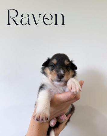 Collie (Rough) for sale by AURORAWOLF