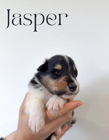 Collie (Rough) for sale by AURORAWOLF