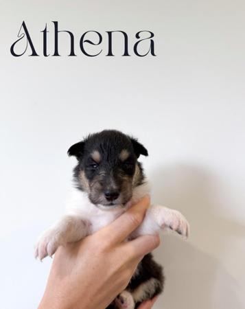 Collie (Rough) for sale by AURORAWOLF