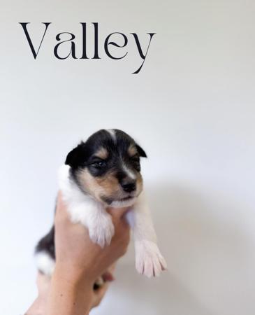 Collie (Rough) for sale by AURORAWOLF