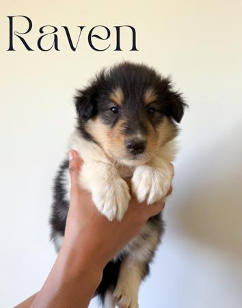 Collie (Rough) puppy for sale by AURORAWOLF