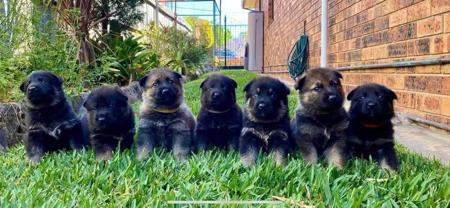 German Shepherd Dog for sale by SALTORHAUS
