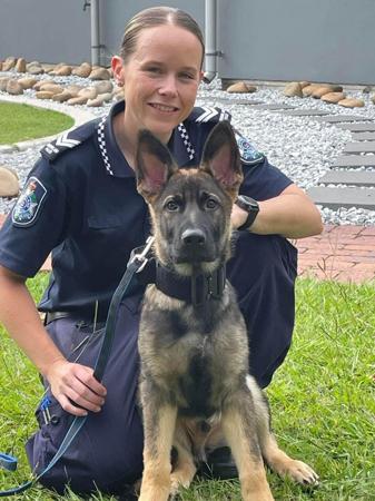 German Shepherd Dog for sale by SALTORHAUS