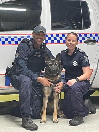 German Shepherd Dog for sale by SALTORHAUS