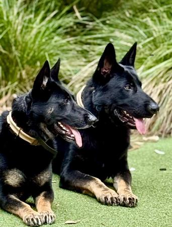 German Shepherd Dog for sale by SALTORHAUS