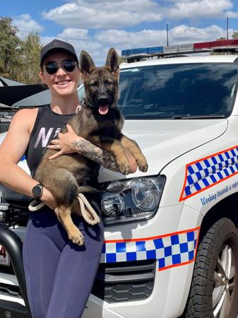 German Shepherd Dog for sale by SALTORHAUS