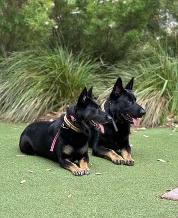 German Shepherd Dog for sale by SALTORHAUS