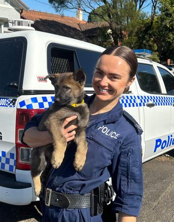 German Shepherd Dog for sale by SALTORHAUS