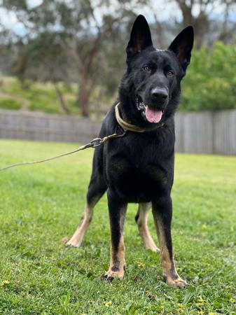 German Shepherd Dog for sale by SALTORHAUS