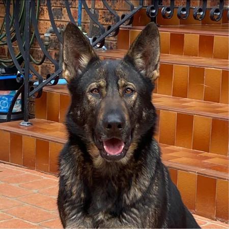 German Shepherd Dog for sale by SALTORHAUS