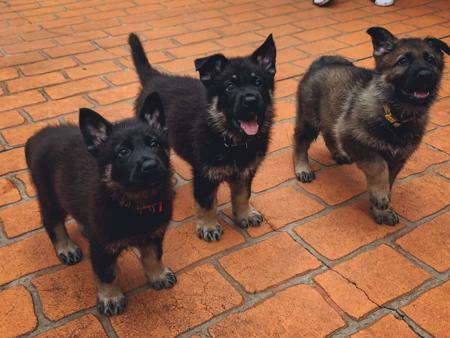 German Shepherd Dog for sale by SALTORHAUS