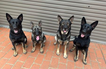 German Shepherd Dog for sale by SALTORHAUS