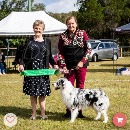 Australian Shepherd for sale by DEJIMBA