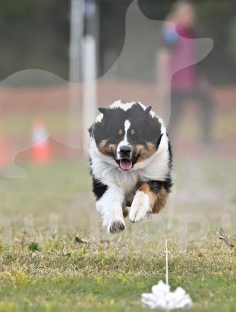 Australian Shepherd for sale by DEJIMBA