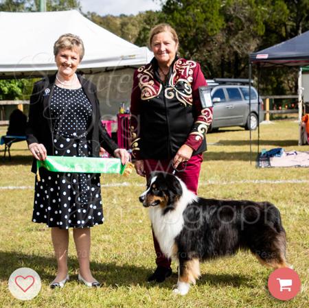 Australian Shepherd for sale by DEJIMBA