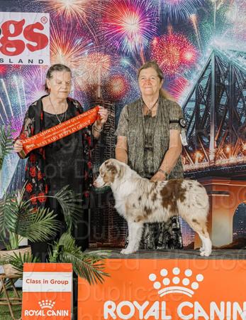 Australian Shepherd for sale by DEJIMBA