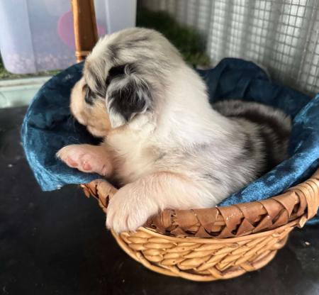 Australian Shepherd puppy for sale by DEJIMBA