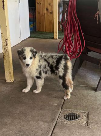 Australian Shepherd puppy for sale by DEJIMBA