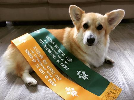 Welsh Corgi (Pembroke) for sale by LADYLOVECORGI
