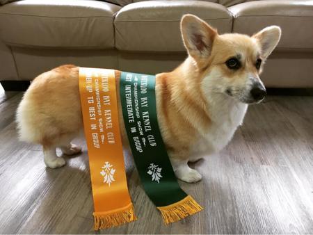 Welsh Corgi (Pembroke) for sale by GWENZO