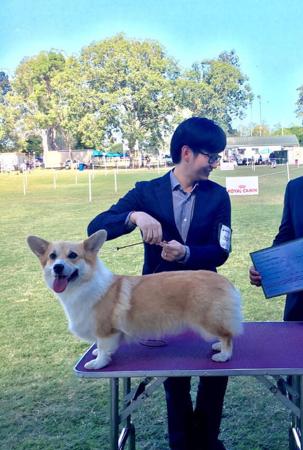 Welsh Corgi (Pembroke) for sale by GWENZO