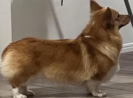 Welsh Corgi (Pembroke) for sale by GWENZO