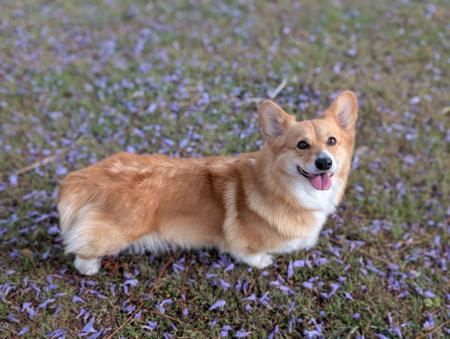 Welsh Corgi (Pembroke) for sale by GWENZO