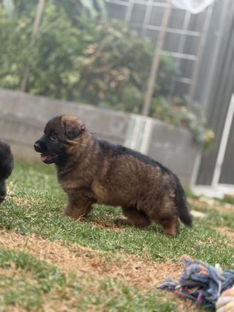 German Shepherd Dog (Long Stock Coat) for sale by MAYUMBRA