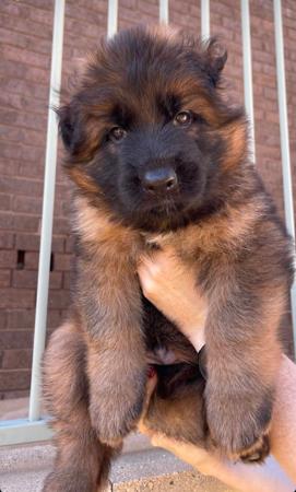 German Shepherd Dog (Long Stock Coat) for sale by MAYUMBRA