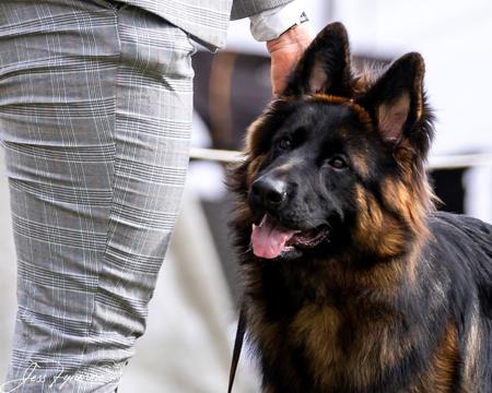 German Shepherd Dog (Long Stock Coat) for sale by MAYUMBRA