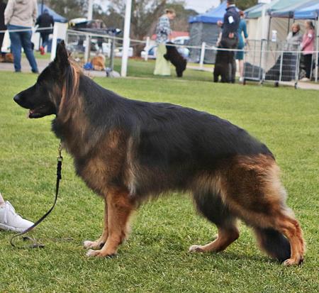 German Shepherd Dog (Long Stock Coat) for sale by MAYUMBRA