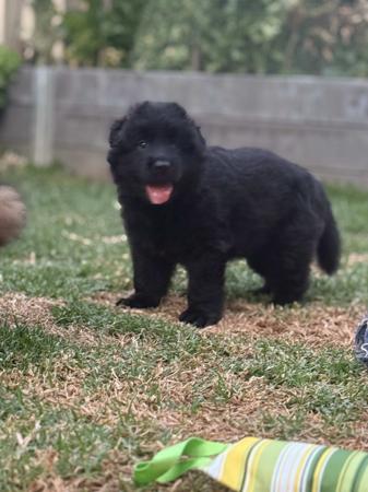 German Shepherd Dog (Long Stock Coat) for sale by MAYUMBRA