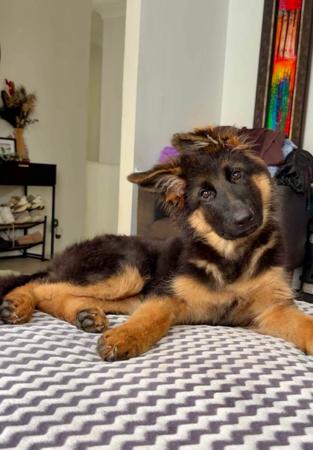 German Shepherd Dog (Long Stock Coat) puppy for sale by MAYUMBRA