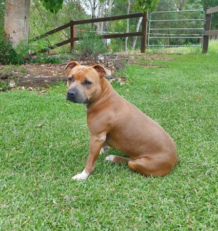 Staffordshire Bull Terrier for sale by STORMFEVER