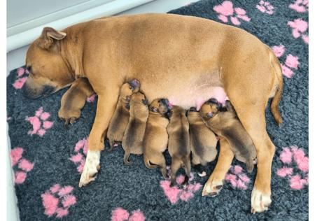 Staffordshire Bull Terrier for sale by STORMFEVER